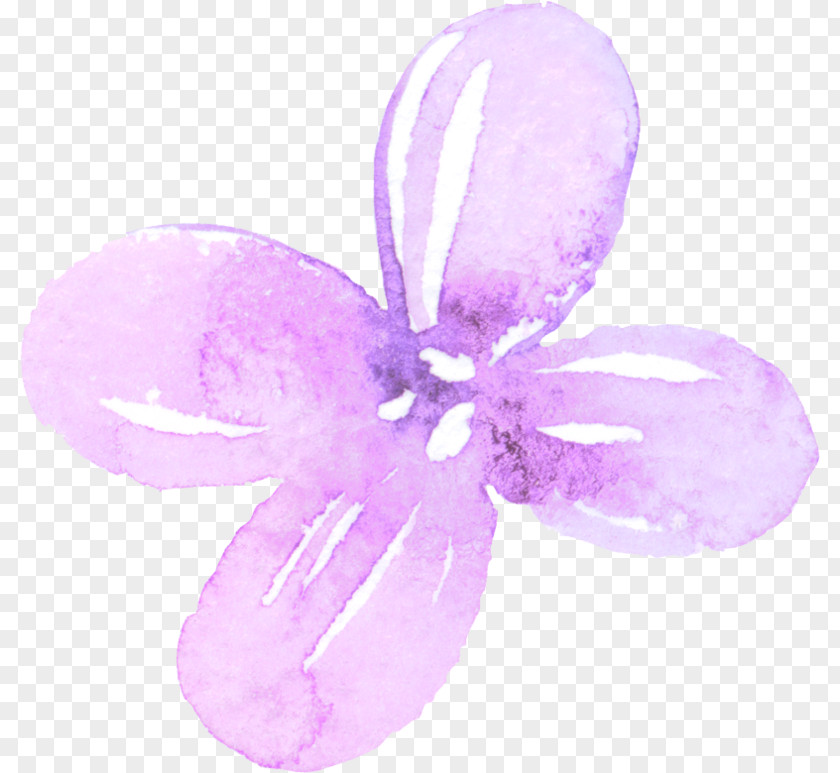 Lilac Pixabay Petal Image Watercolor Painting PNG