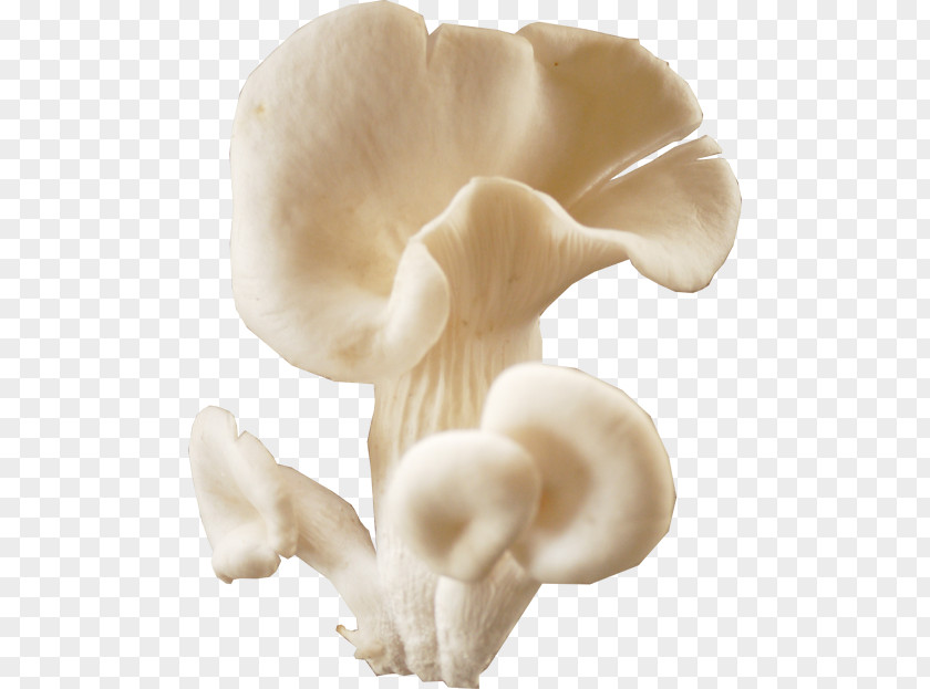 Mushroom Oyster Fungus Boiling Pot PNG