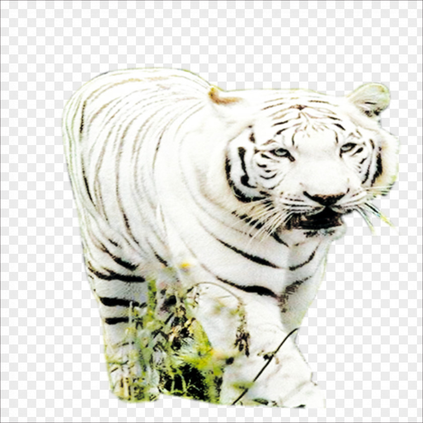 Tiger Big Cat Wildlife Terrestrial Animal PNG
