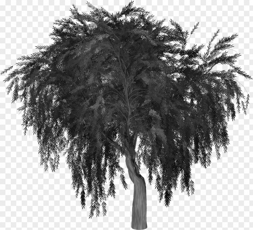 Tree Weeping Willow Image Silhouette PNG