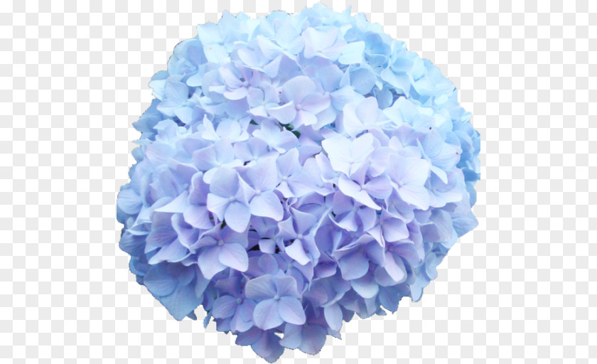 Flower French Hydrangea Cut Flowers Blue Rose PNG