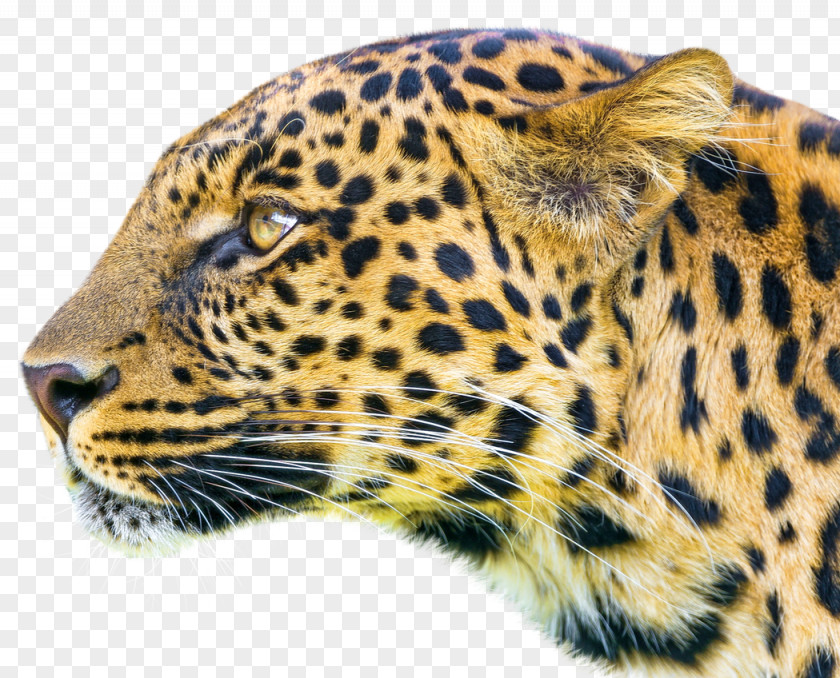 Leopard Android Application Package Blue Mobile App Eye PNG