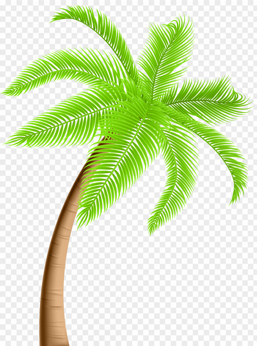 Palm Arecaceae Tree Clip Art PNG