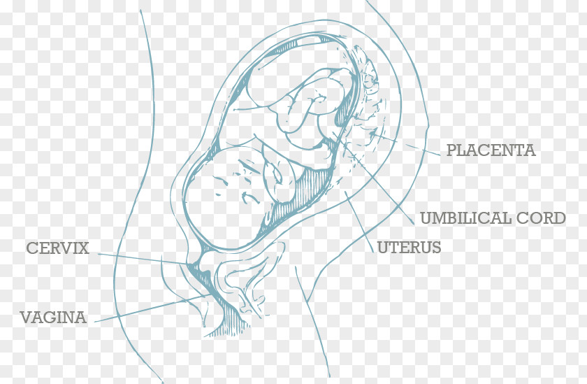 Pregnancy Infant Child Preterm Birth PNG