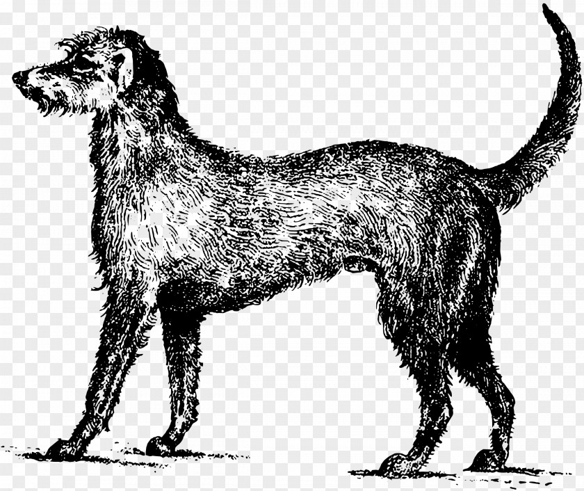 Puppy Irish Wolfhound Terrier Soft-coated Wheaten Clip Art PNG