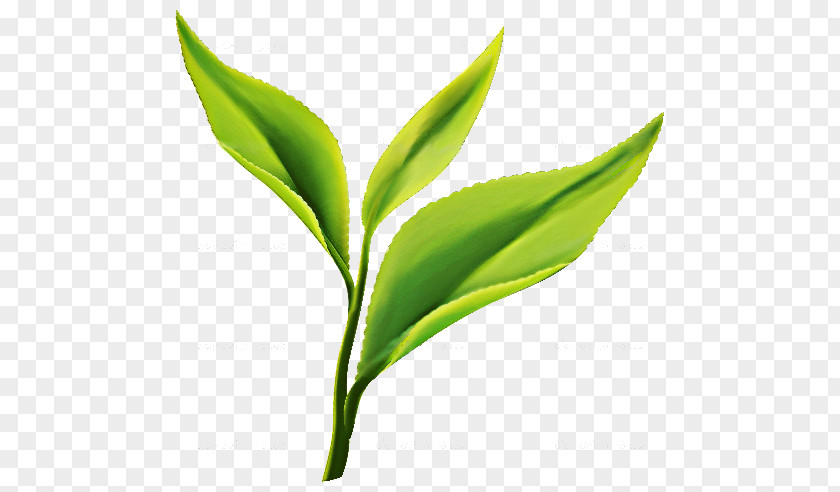 Tea Leaft Green Matcha Darjeeling Plant PNG