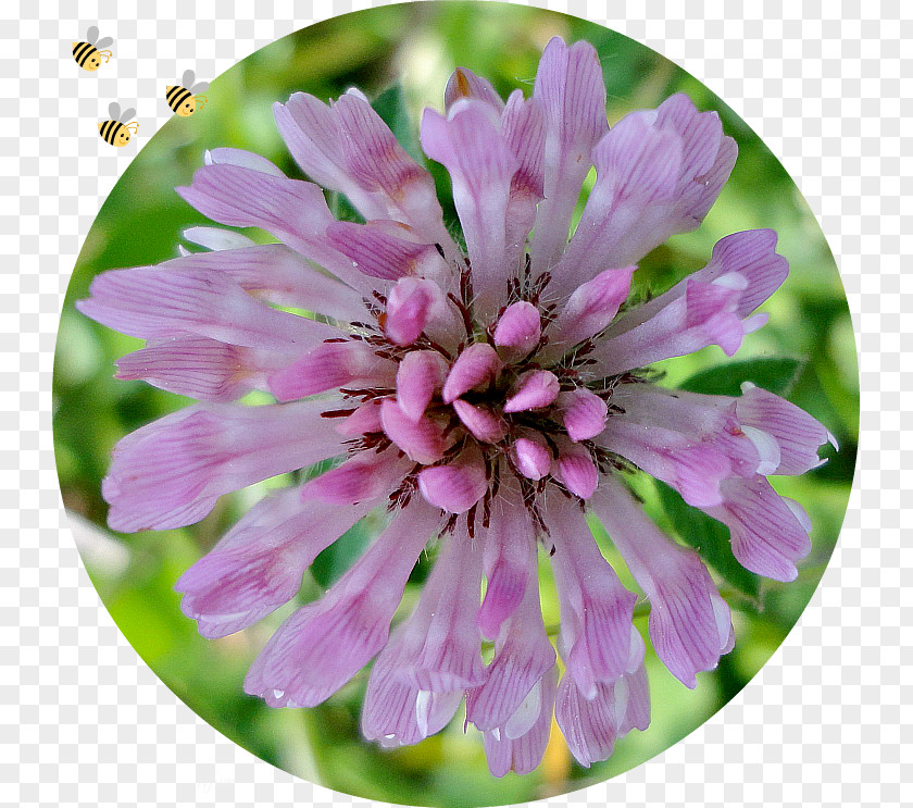 Annual Plant Herbaceous Wildflower Flowering PNG
