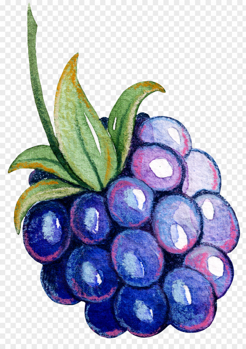 Bunch Of Grapes Grape Fruit Vegetable Auglis PNG