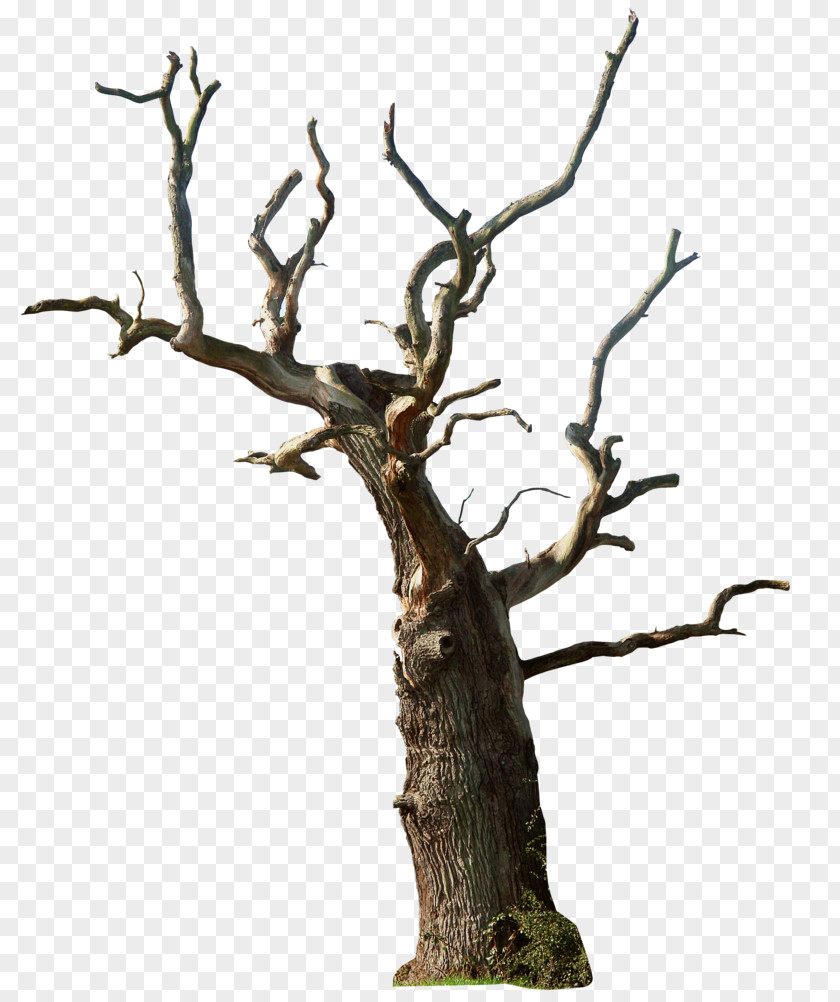 Dead Tree Snag Branch Clip Art PNG