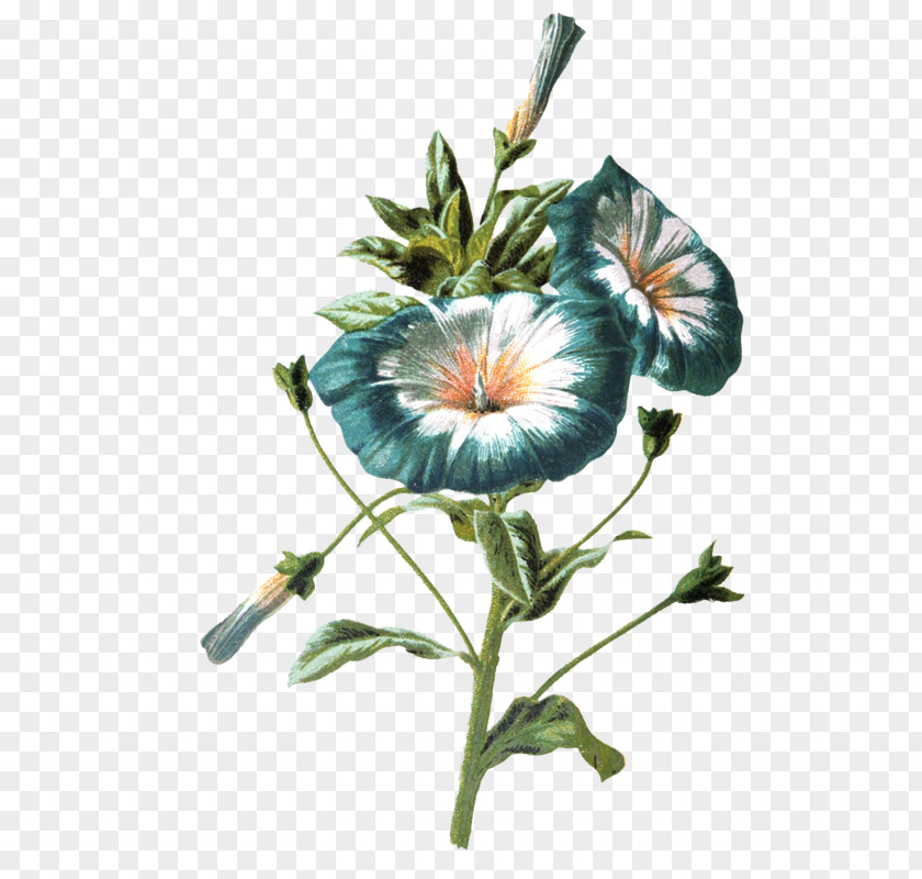 Flower PNG