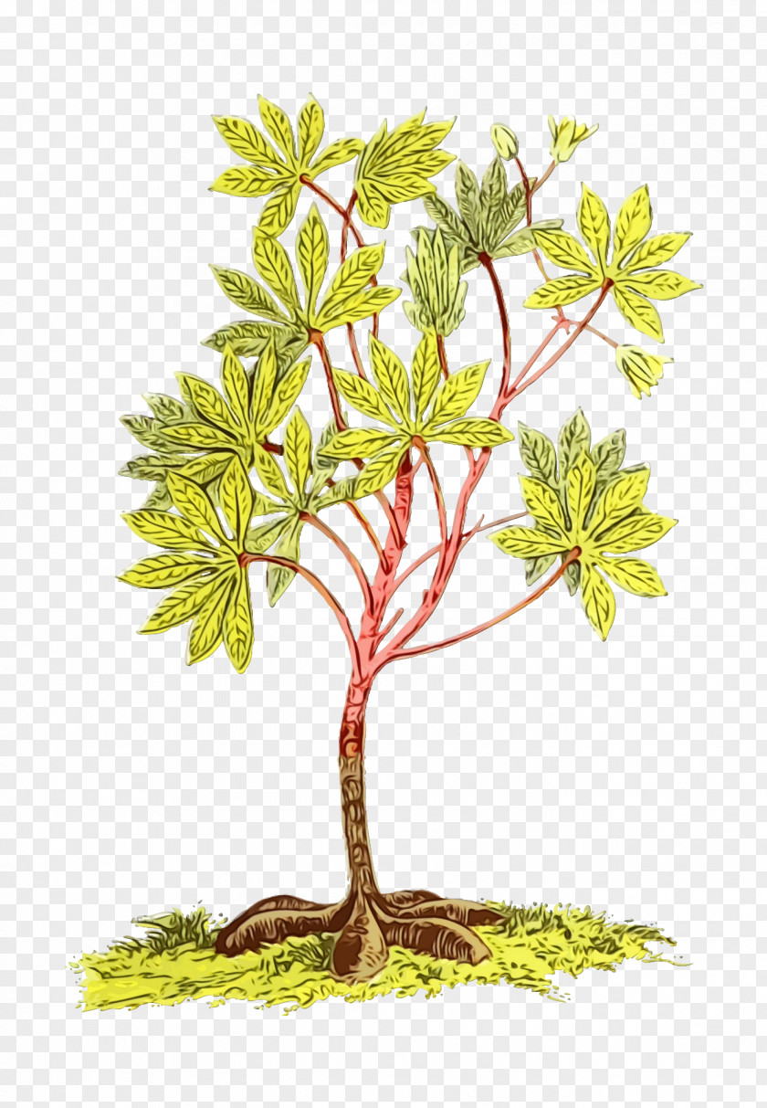 Houseplant Branch Plant Tree Leaf Flower Woody PNG