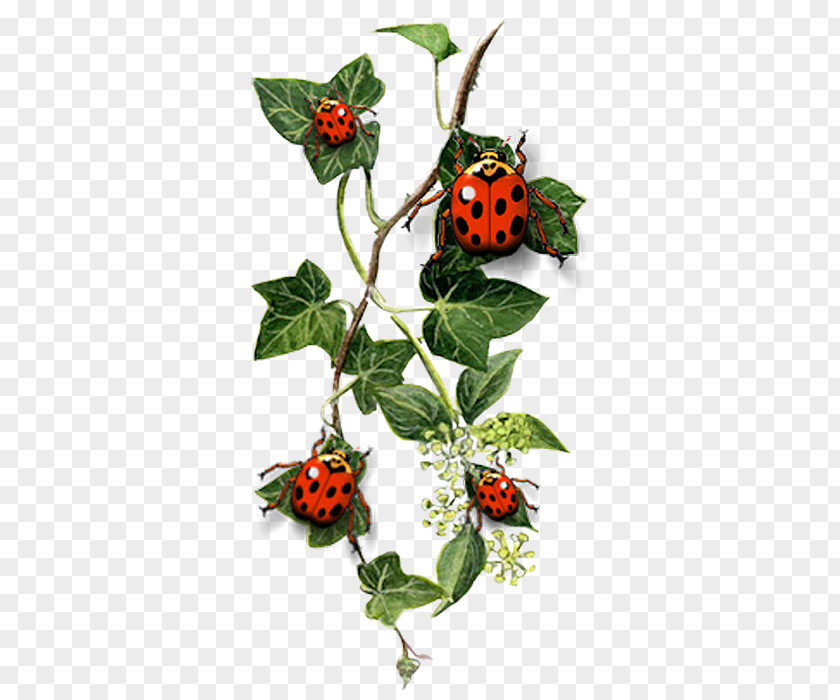 Ladybug Common Ivy Tattoo Idea Landscape Design PNG