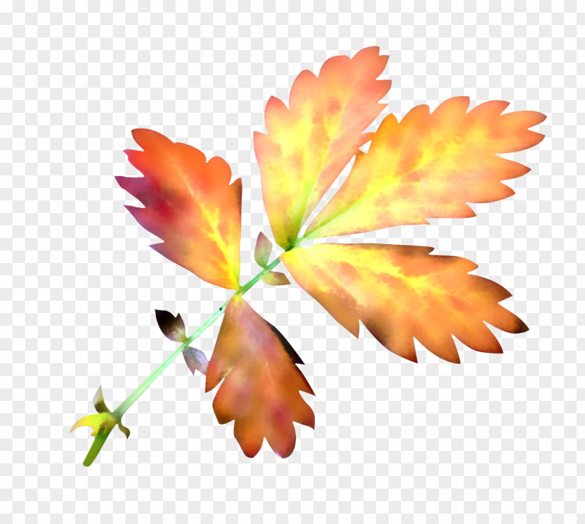 Maple Leaf Red PNG