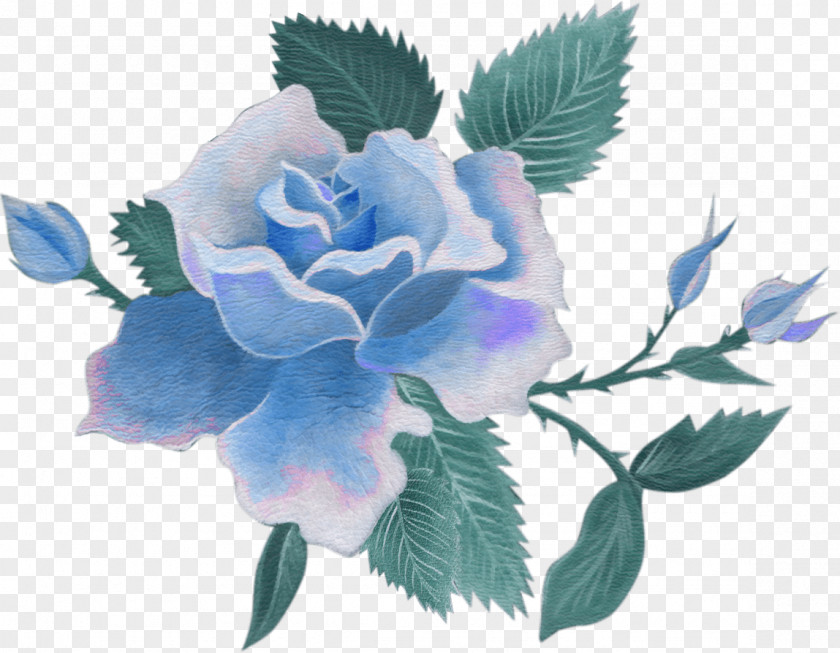 Blue Floral Centifolia Roses Cut Flowers Rose PNG