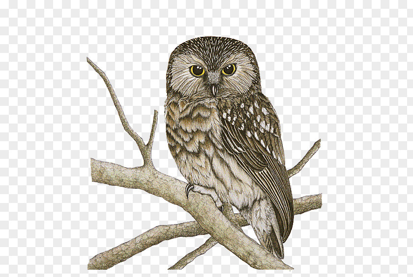 Chouette Owl Bird Morepork Drawing PNG