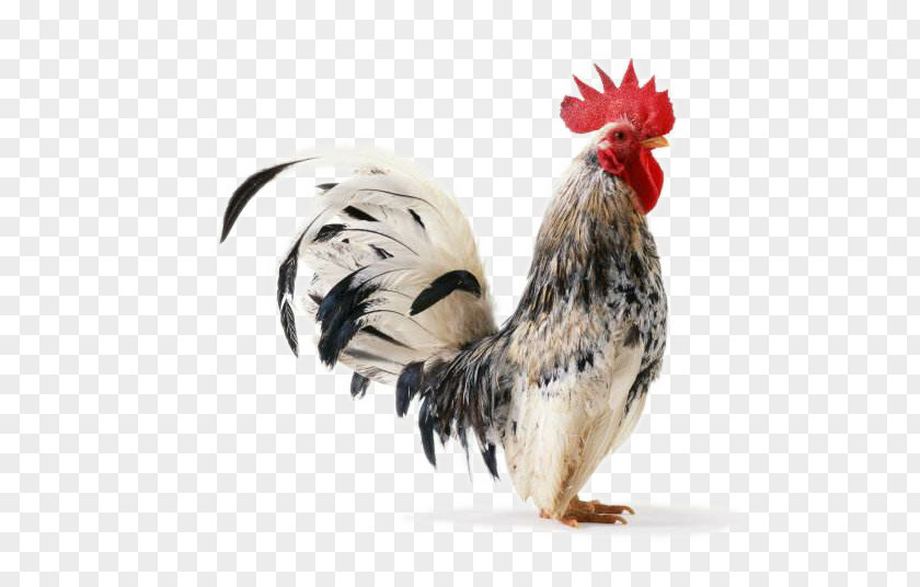 Domestic Cock Chicken Rooster Clip Art PNG