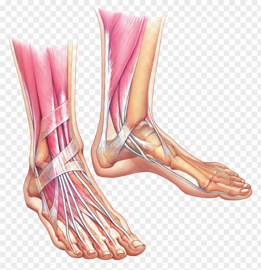 Foot Anatomy Muscle Ankle Bone PNG