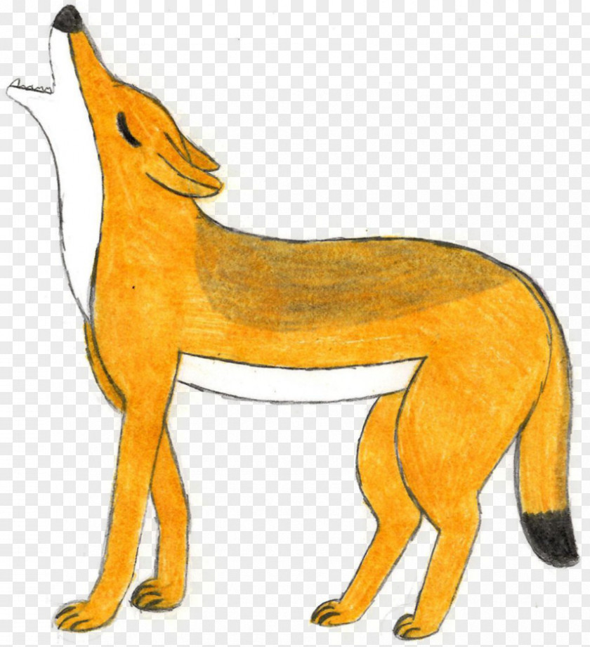 Jackal Red Fox Dingo African Wild Dog Indian PNG