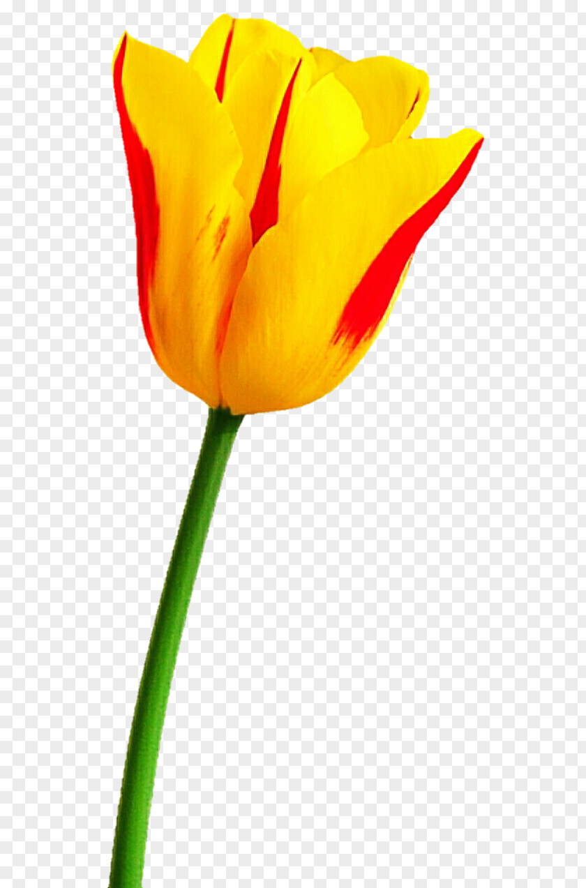 Tulip Pink Flowers PNG
