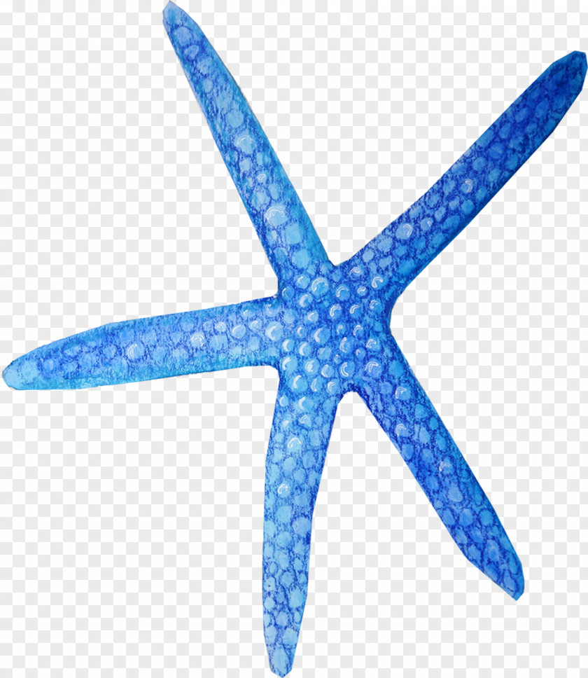 Blue Starfish Creative Drawing PNG