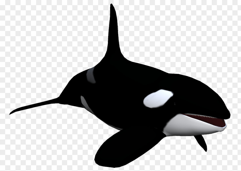 Dolphin Killer Whale Animal Clip Art PNG