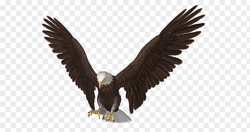 Eagle Vector Bald Clip Art PNG