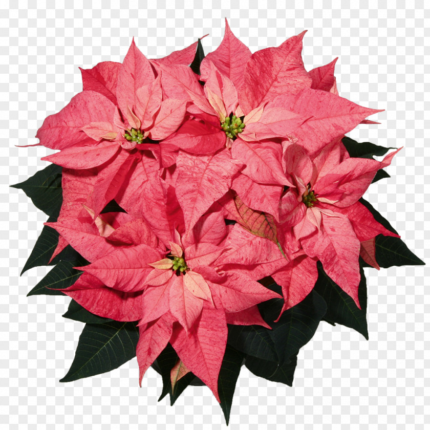 Pelargonium Poinsettia Christmas Flower Spurges Color PNG