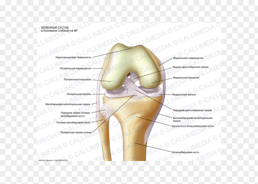 Posizione Knee Anatomy Fibula Sesamoid Bone Human Skeleton PNG