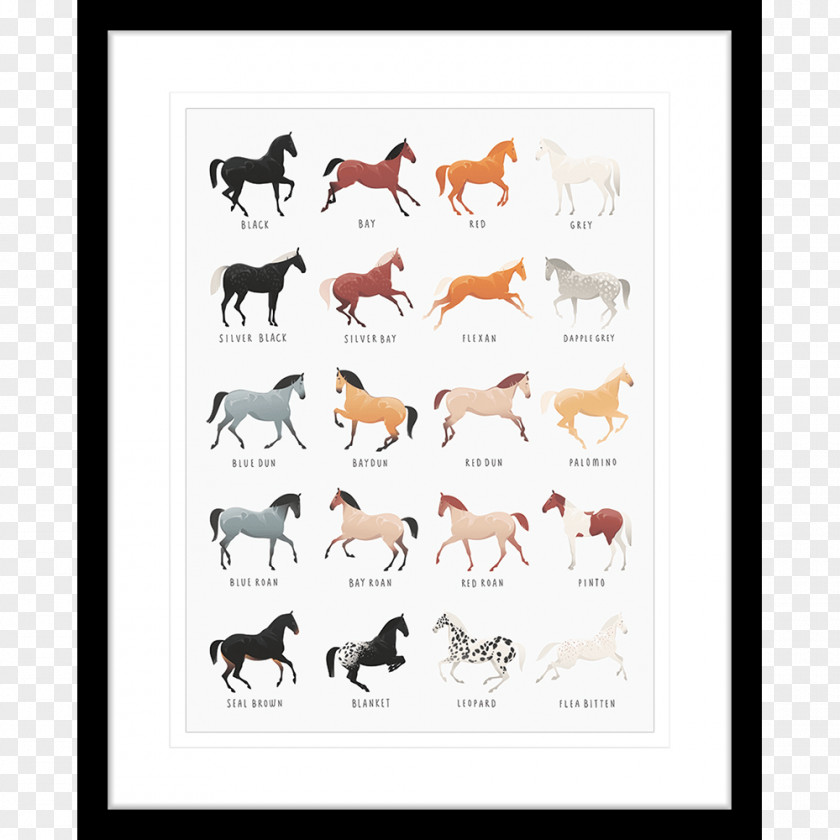 Watercolor Horse Appaloosa Equine Coat Color Genetics Pony Dog PNG