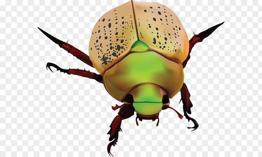 Australian Stamp Scarabs Dung Beetle Polyphaga Christmas Weevil PNG