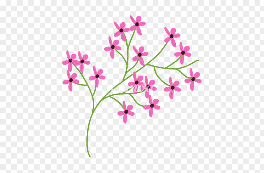 Catchfly Pink Family Floral Design PNG