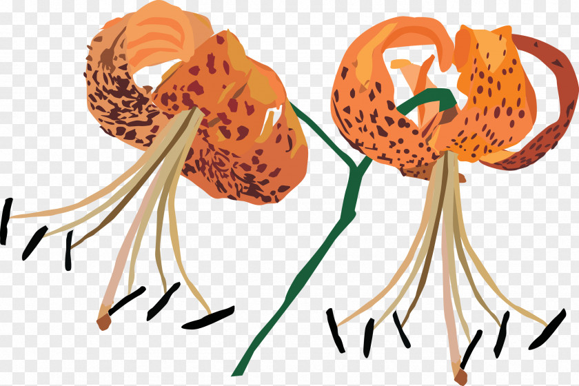 Flower Transvaal Daisy Clip Art PNG