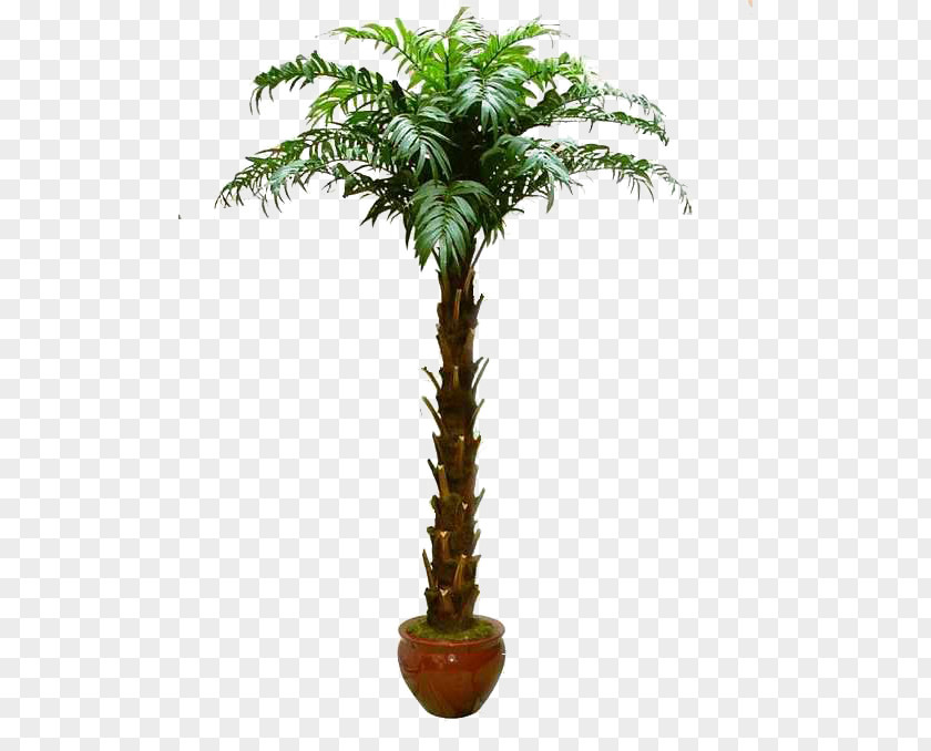 Palm Tree Arecaceae Bonsai Washingtonia Filifera Greening PNG
