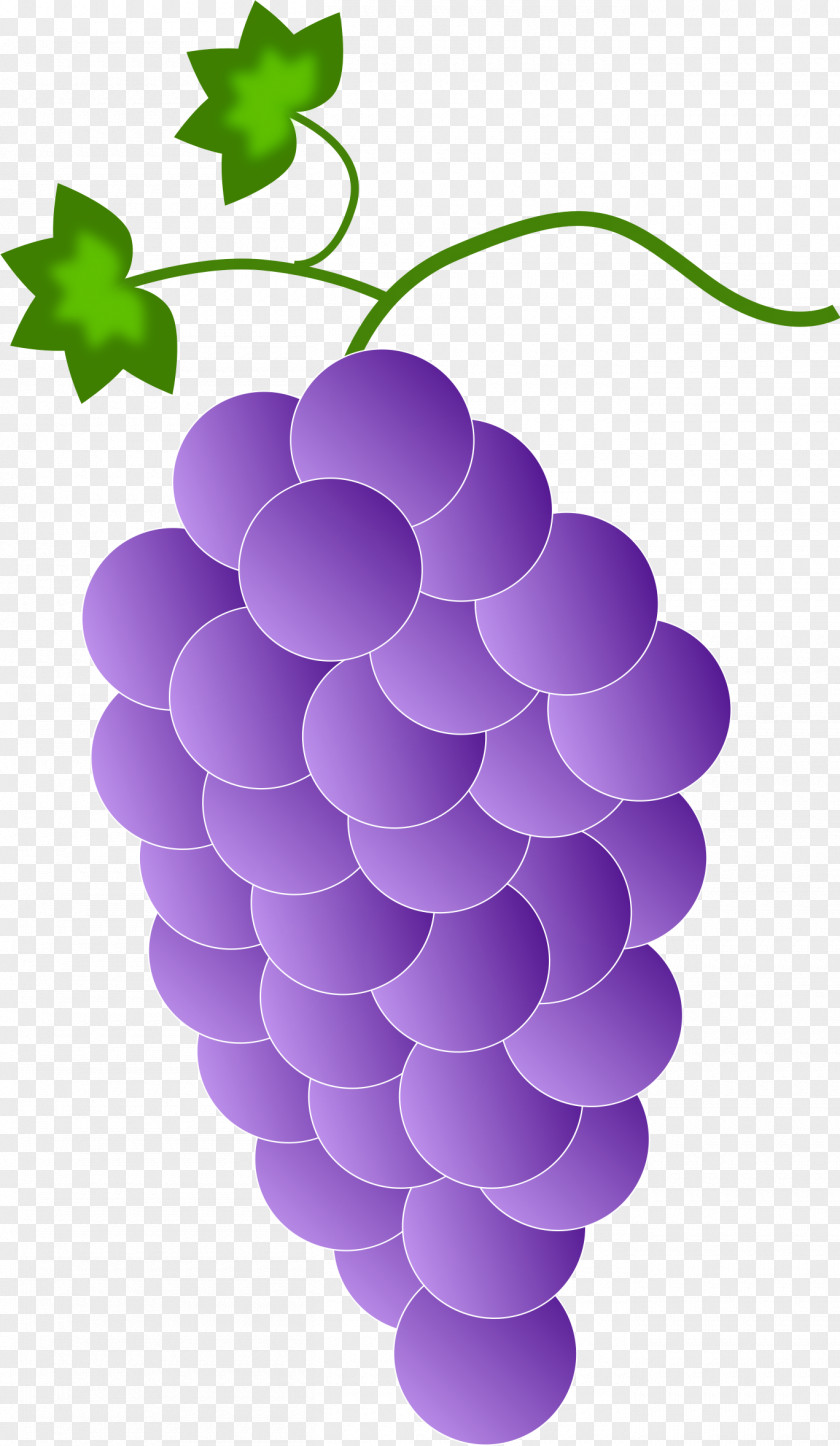 Purple Grapes Cliparts Common Grape Vine Color Clip Art PNG