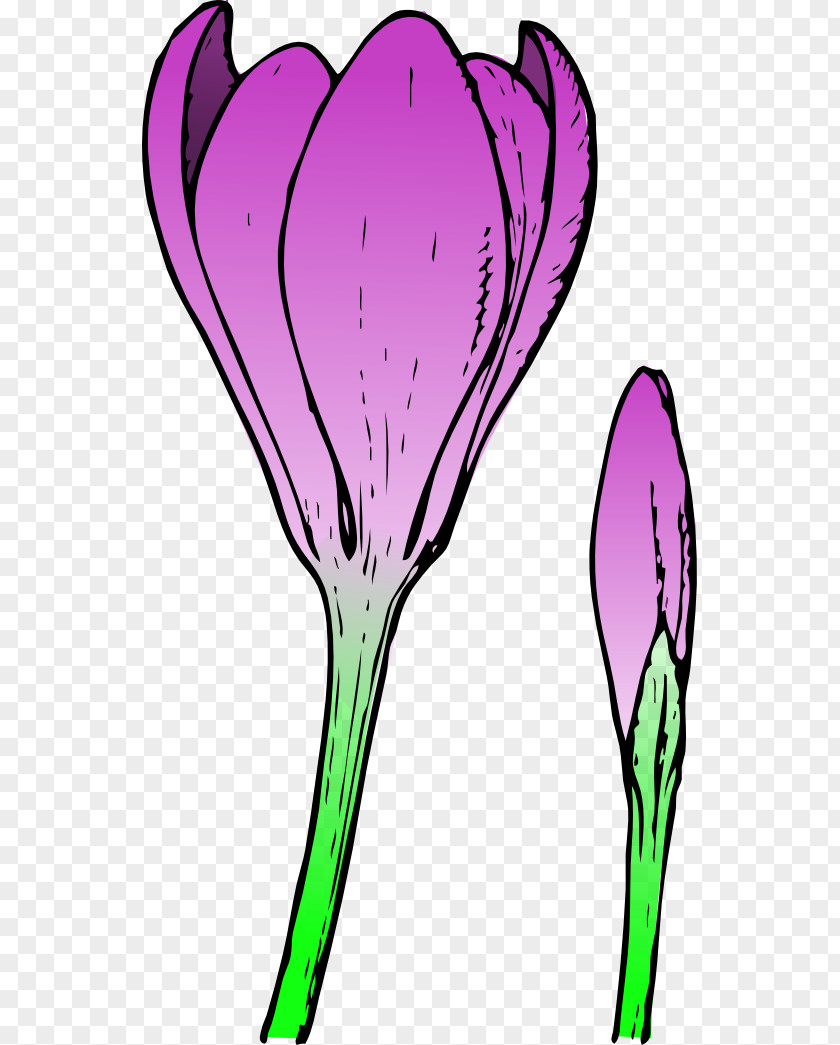 Cartoon Spring Flowers Bud Flower Crocus Clip Art PNG