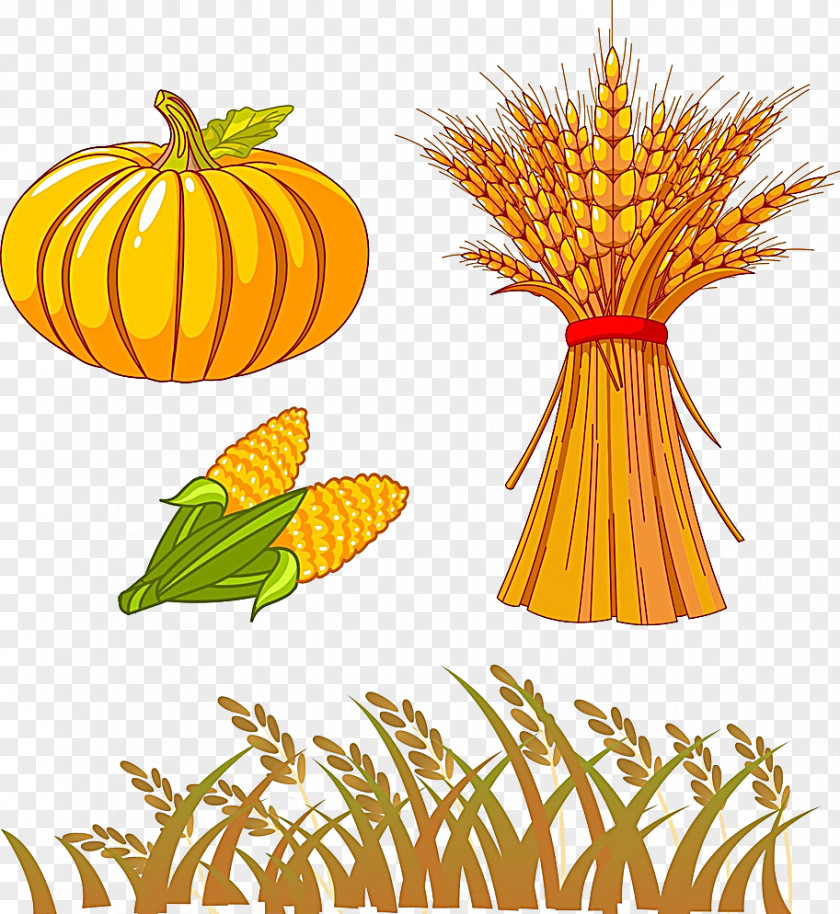 Corn Wheat Autumn Drawing Clip Art PNG
