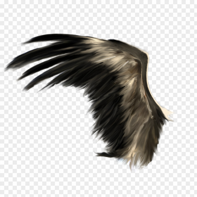 Wings Wing Clip Art PNG