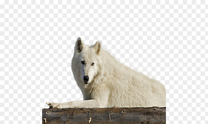 Alaskan Tundra Wolf Wildlife Fauna Snout Gray PNG