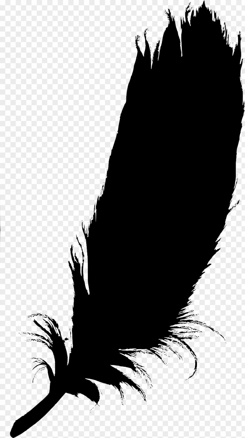 Beak Bird Of Prey Feather Quill PNG