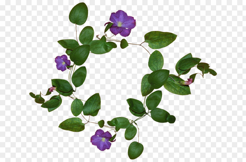 Flower Design Pansy Violet Thought Plants PNG