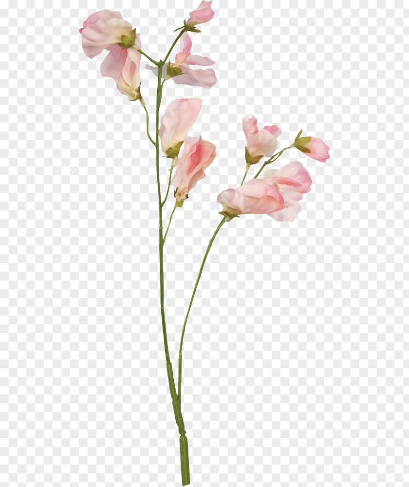 Flower Sweet Pea Floral Design Botanical Illustration PNG