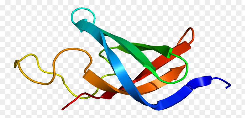 Nucleic Acid Sequence RNA Polymerase DNA-binding Protein Y Box Binding 1 Gene PNG