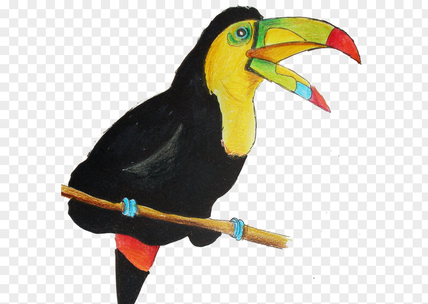 Parrot Keel-billed Toucan Beak PNG