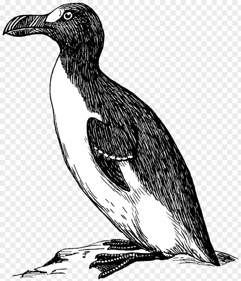 Penguin Great Auk Clip Art Vector Graphics Bird PNG