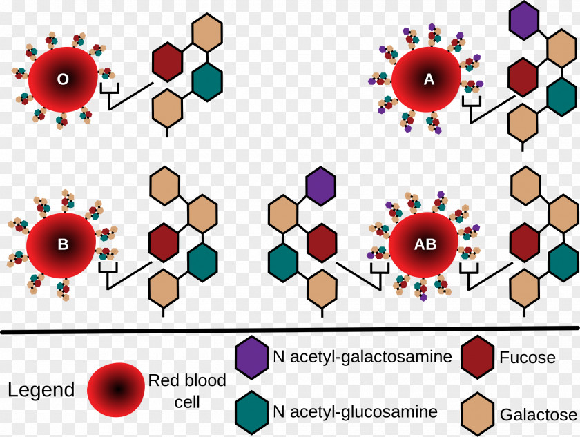 BLOOD DONATE Blood Type Human Group Systems Red Cell ABO Antigen PNG