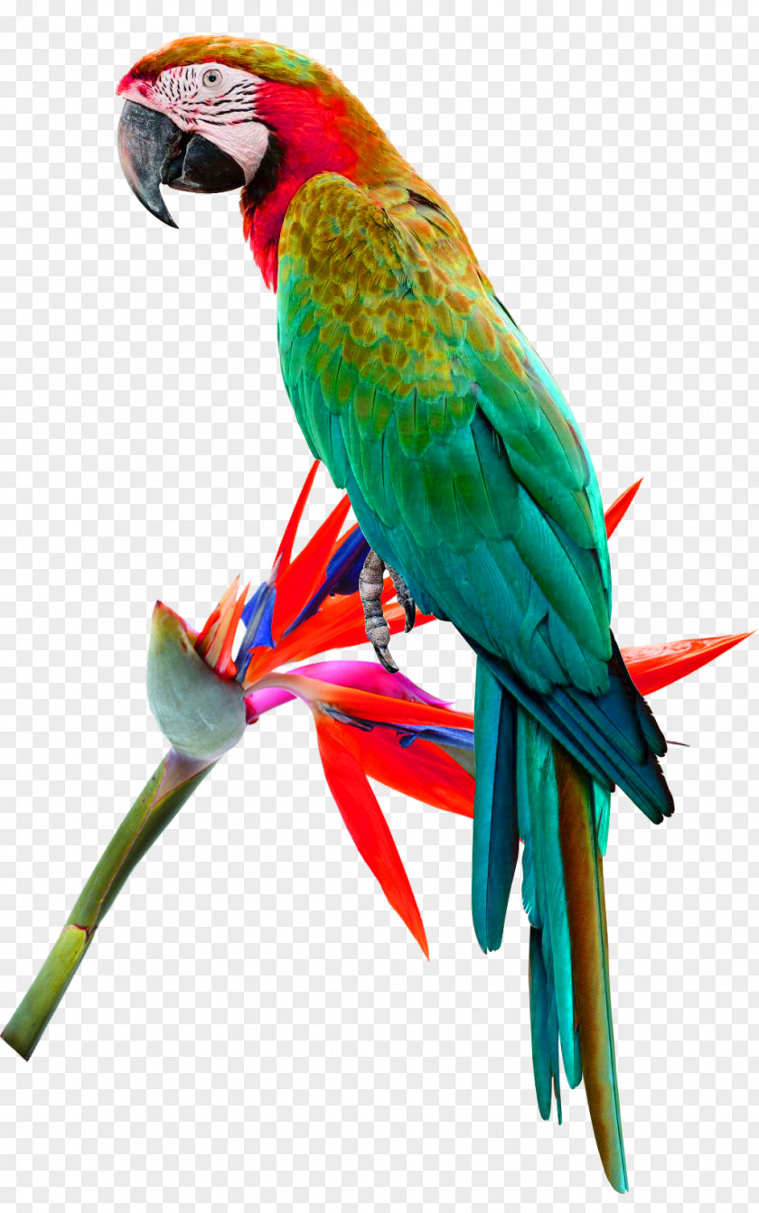Green Simple Parrots Decorative Pattern Bird Red-lored Amazon Red-and-green Macaw Cockatoo Cockatiel PNG