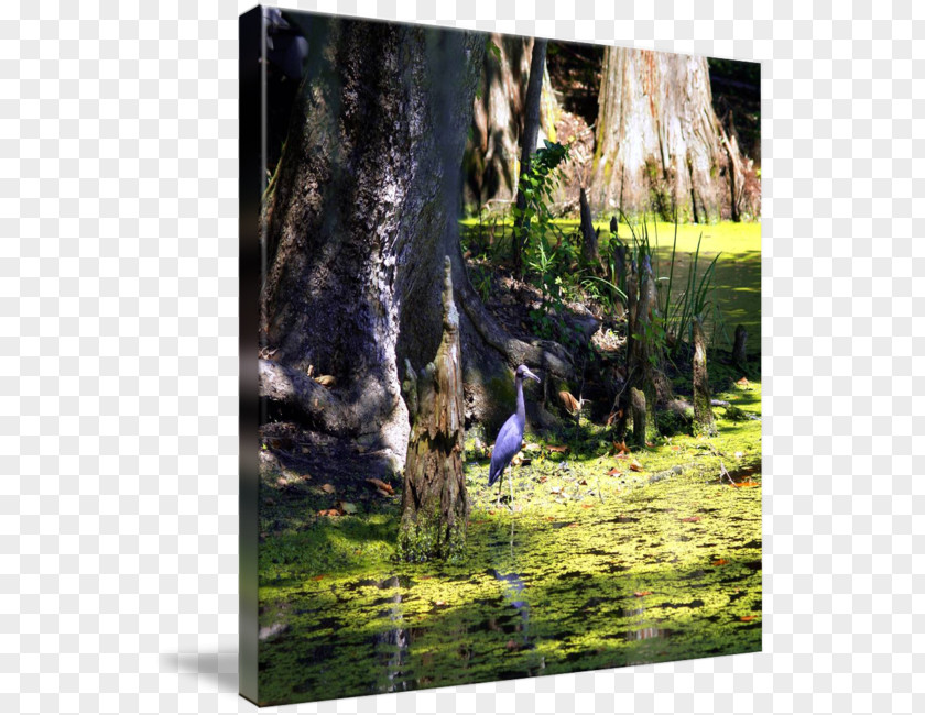 Swamp Scene Heron Nature Ecosystem Gallery Wrap Fauna PNG