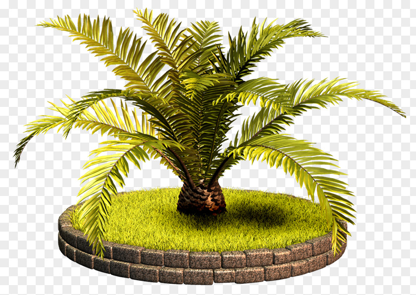 Vf Babassu Arecaceae Tree Clip Art PNG