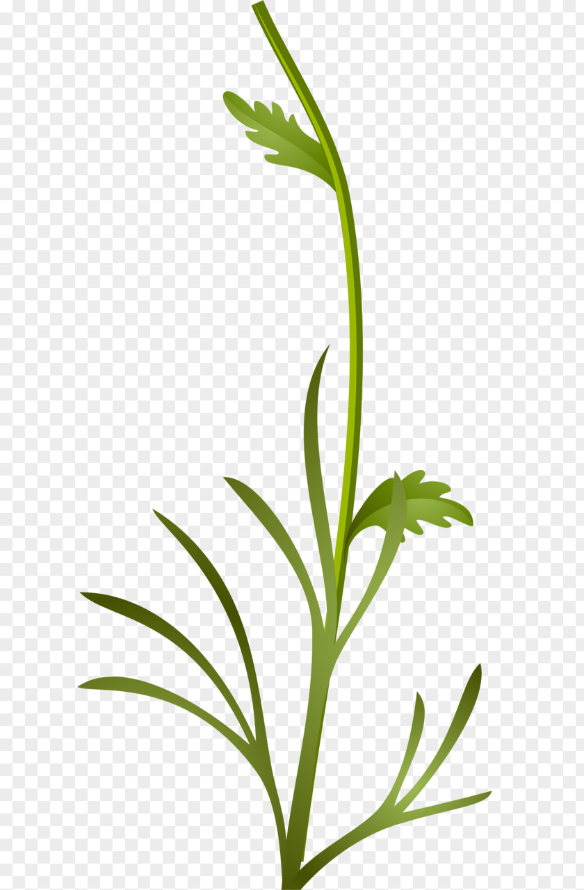 Houseplant Grass Family Background PNG