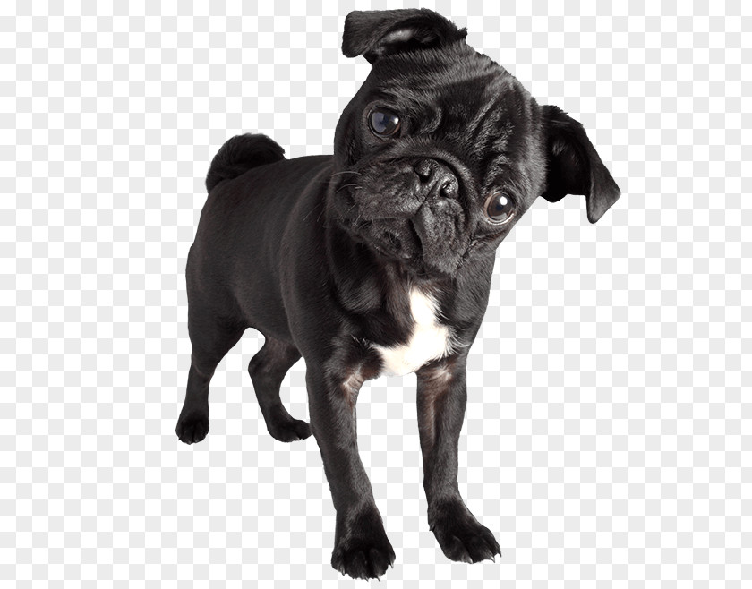 Pug Boston Terrier Toy Bulldog Puppy Smoking PNG